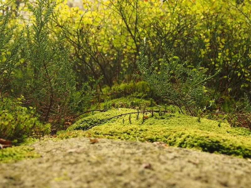 The Legend of Zelda: Realm of Shadows